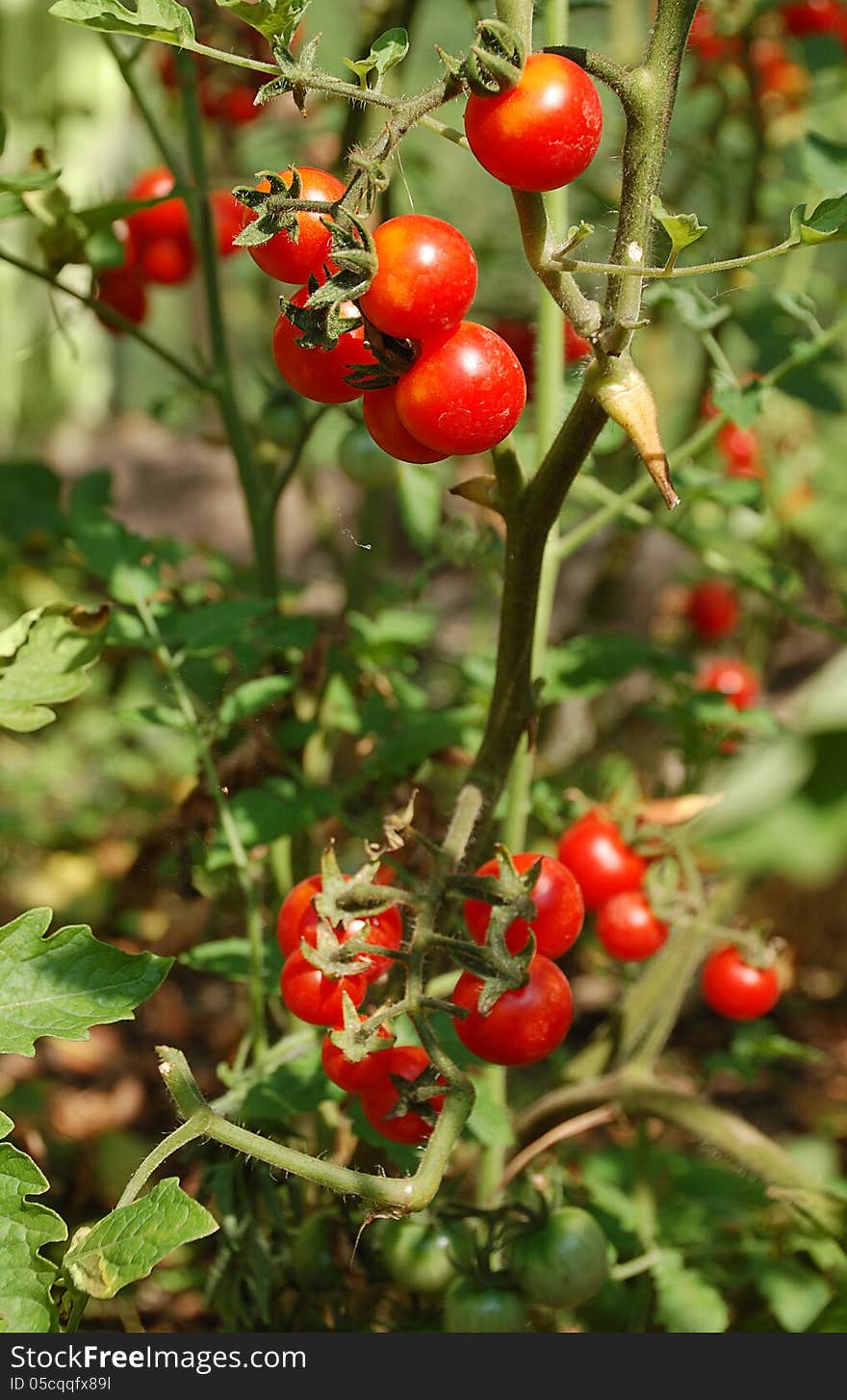 Bunch of growing cherry tomatos in summer garden. Bunch of growing cherry tomatos in summer garden