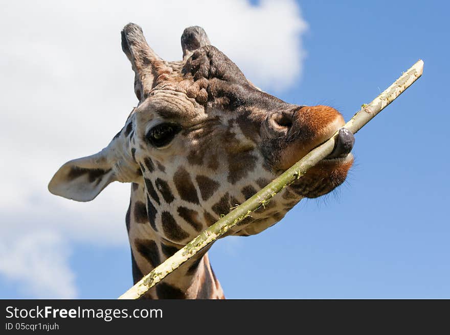 Giraffe eating