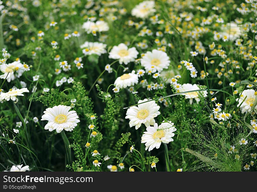 Blooming Flowers In Garden