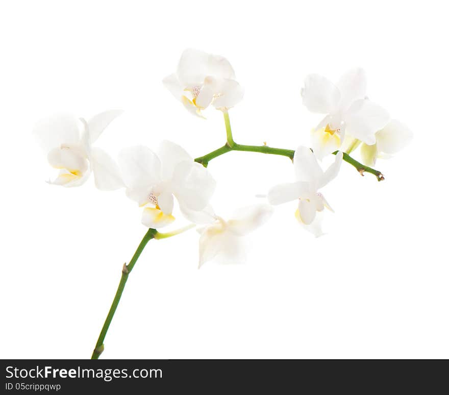 White orchid arrangement centerpiece isolated on white background