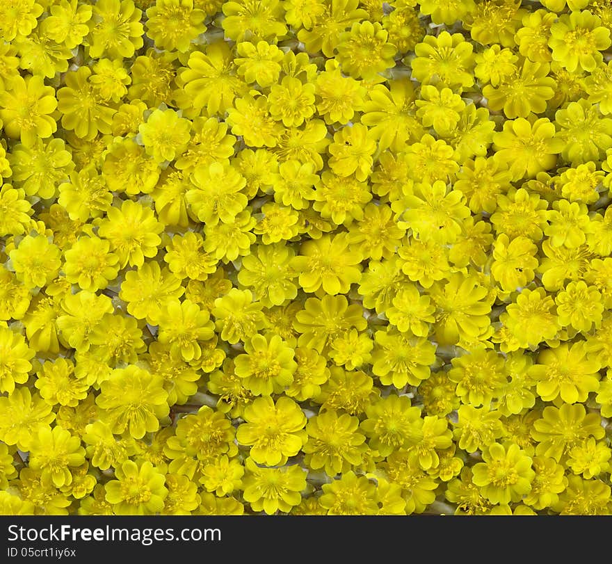 Yellow Flowers Background