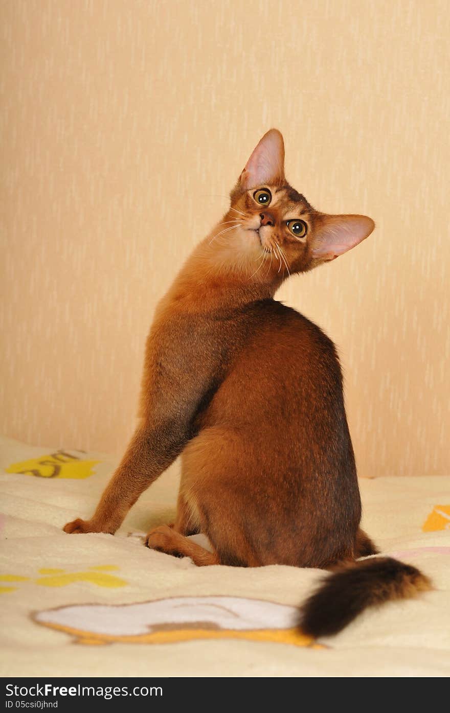 Somali cat ruddy color portrait