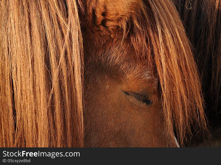 Meditating Horse