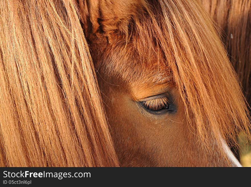 The Eye Of An Icelandic Horse