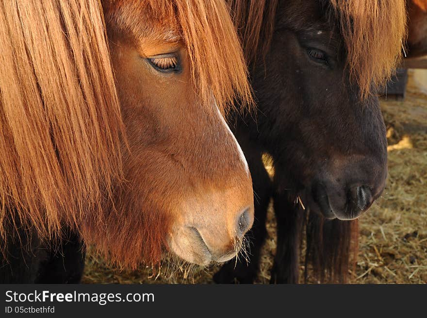 Icelandic horses