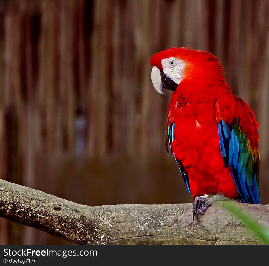 Colorful Macaw