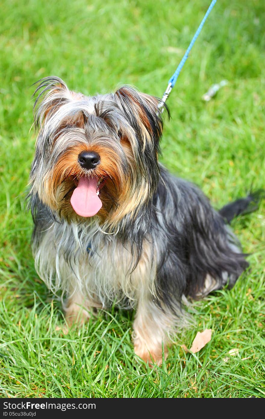 Dog Yorkshire terrier sitting on a green grass outdoor. Dog Yorkshire terrier sitting on a green grass outdoor