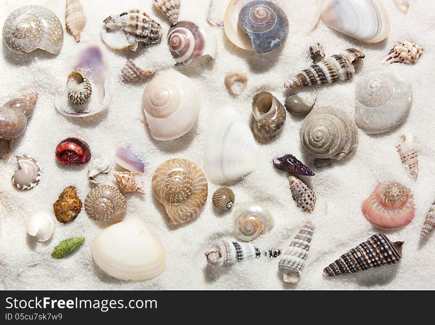 Seashells and white sand close-up. Seashells and white sand close-up