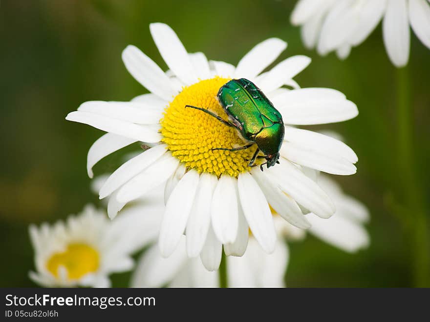 Green beetle on camomile