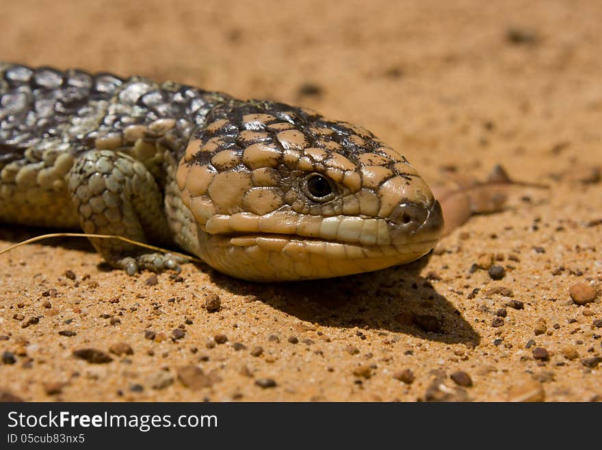 A lizard crawling along dusty ground in Margaret River, Western Australia, Australia