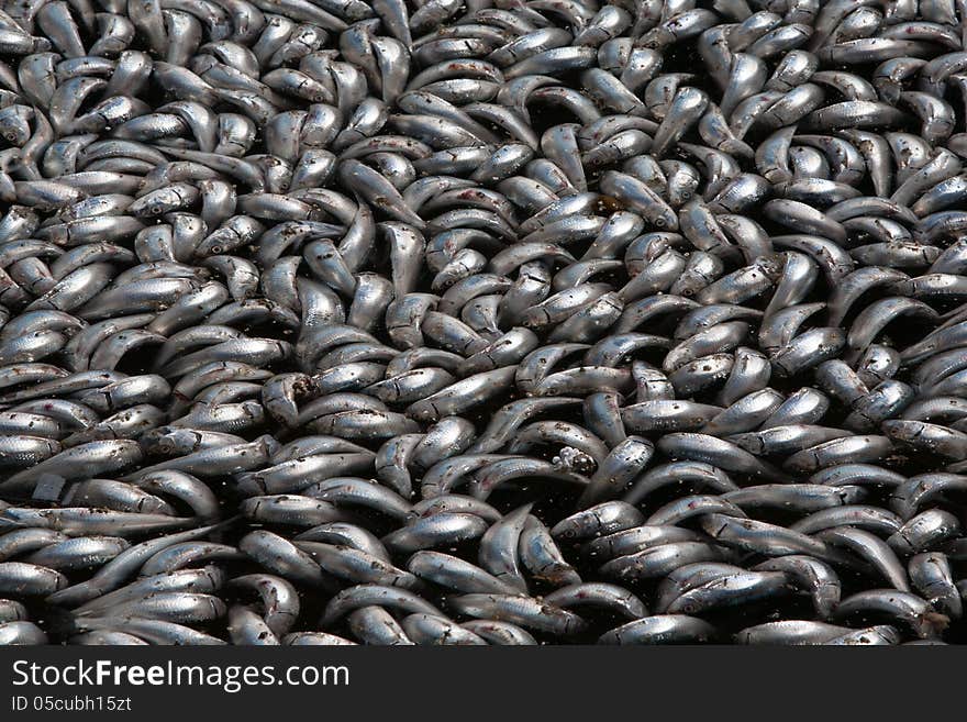 Millions of sardines die in Redondo Beach, California, USA. Millions of sardines die in Redondo Beach, California, USA