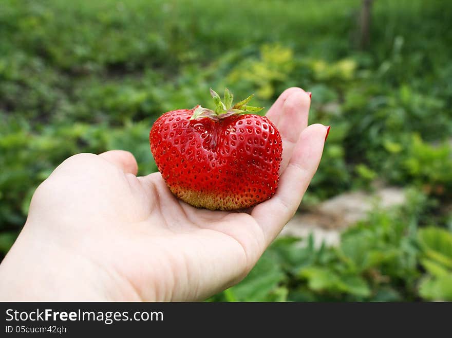 Huge red strawberry on hand. Huge red strawberry on hand