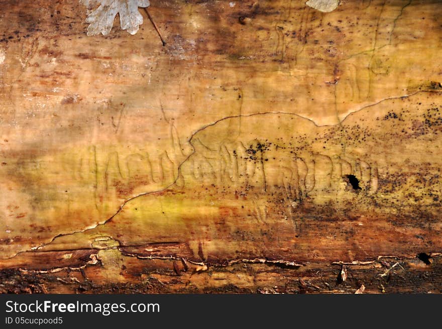 Wood texture of a tree trunk