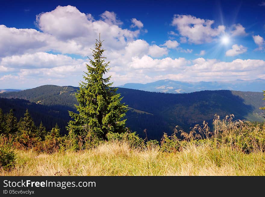 Summer landscape on a sunny day with a pine tree in the mountains. Summer landscape on a sunny day with a pine tree in the mountains