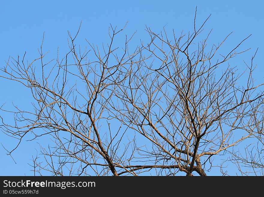 Dead tree on blue sky background