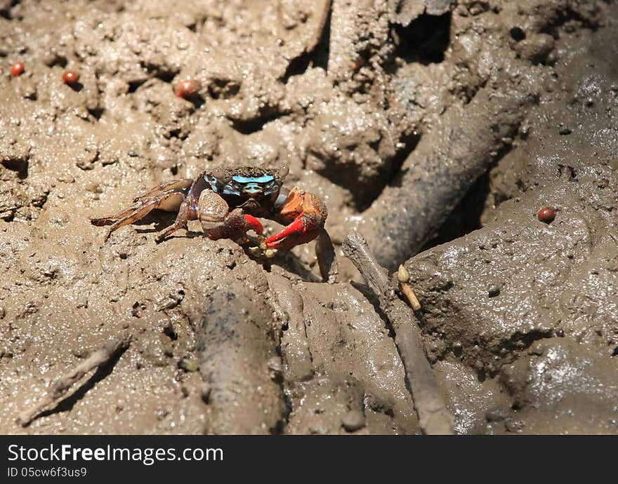 Fiddler crab