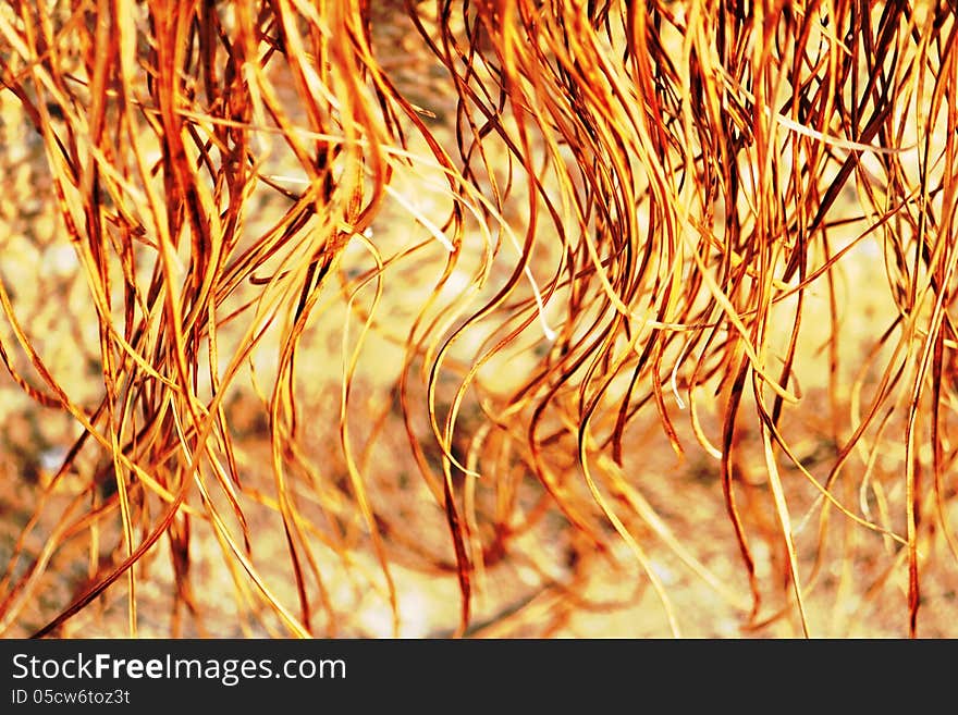 The yellow grass dancing for background or wallpaper. The yellow grass dancing for background or wallpaper