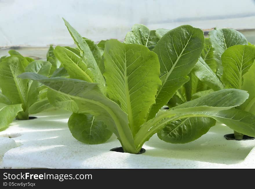 Lettuce in closed farm for health