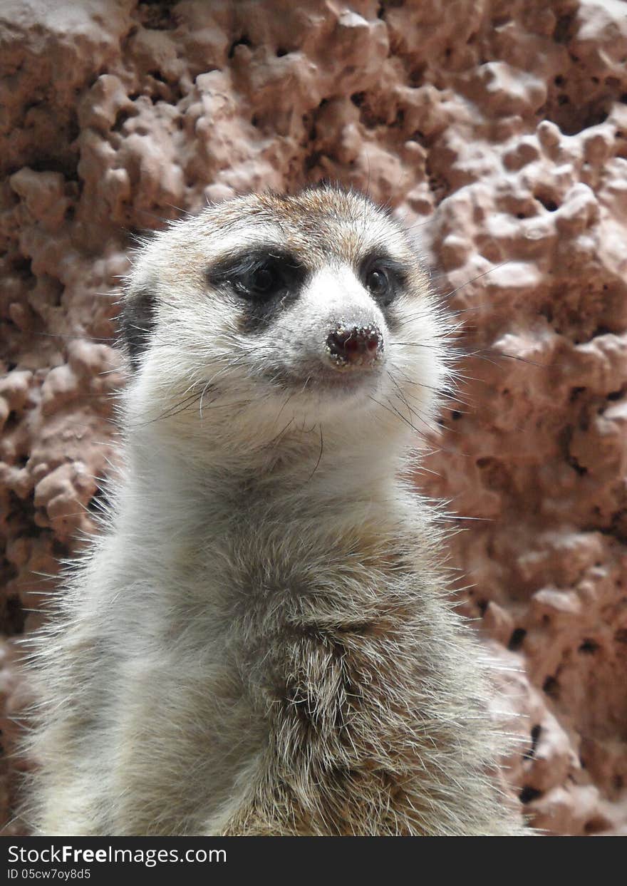 Meerkat at the National Zoo