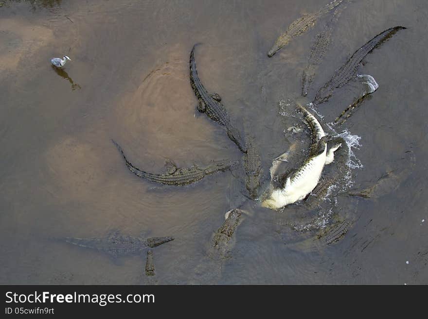 Aerial shot of Crocodiles feeding in water. Aerial shot of Crocodiles feeding in water