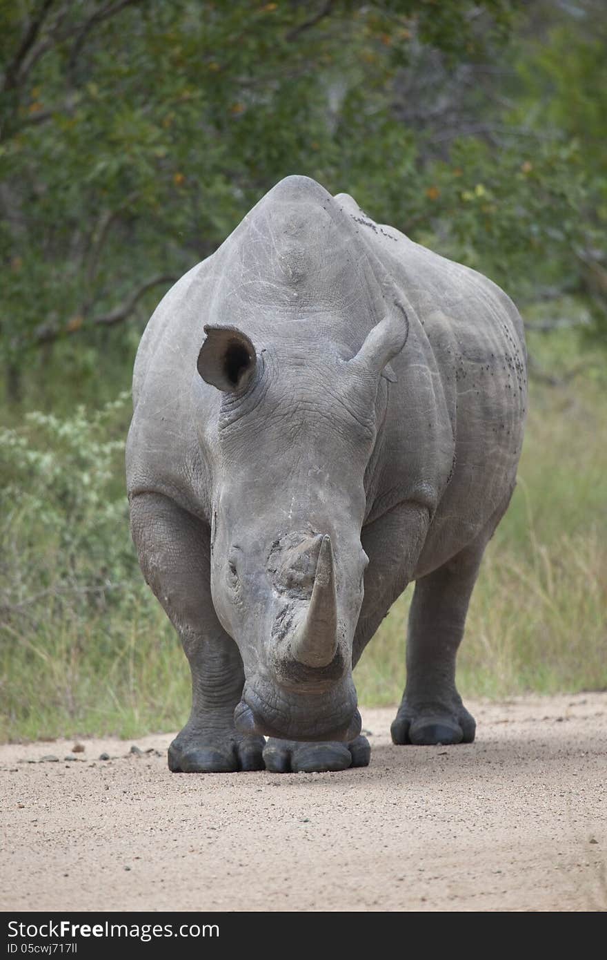 White Rhino bull standing on gravel road, facing camera