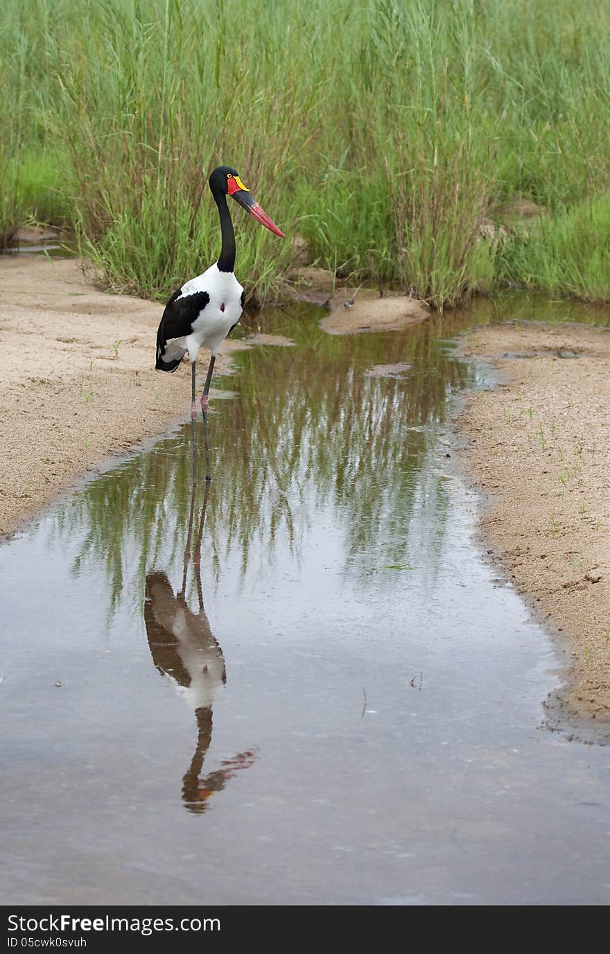 Colorful Stork wading in shallow water. Colorful Stork wading in shallow water