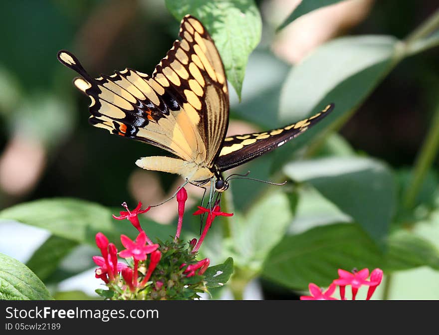 Malachite Butterfly Perched On Pink Flowers