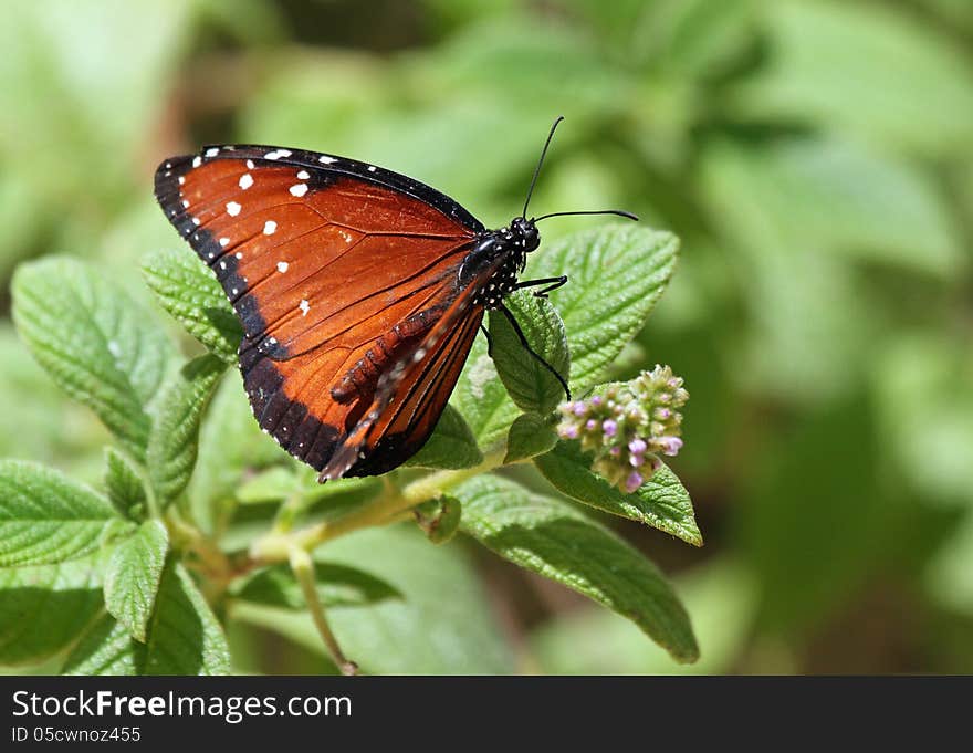 Fritilary Butterfly Perched On Green Plant