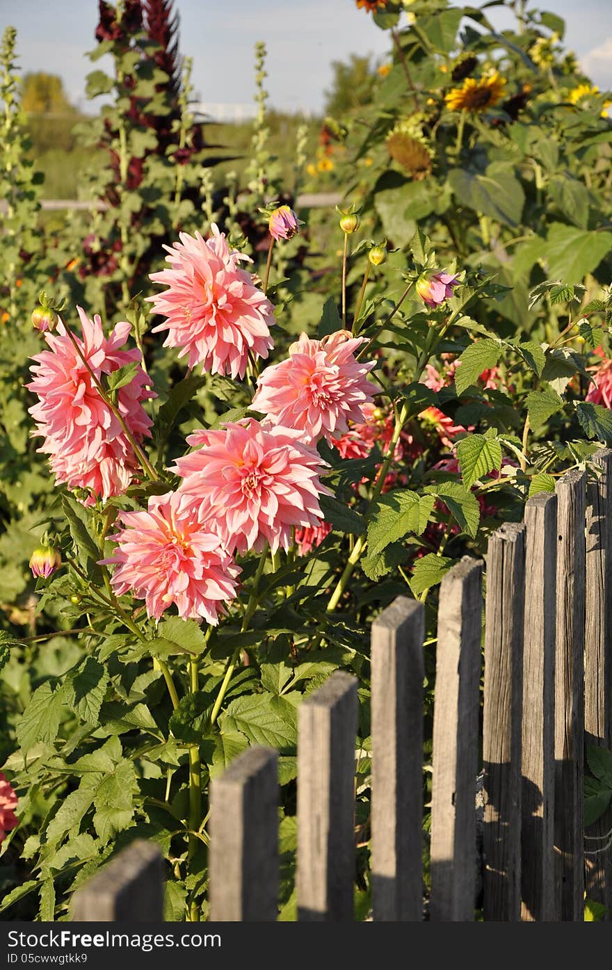 Pink dahlia flowers at a wooden fence. Pink dahlia flowers at a wooden fence.