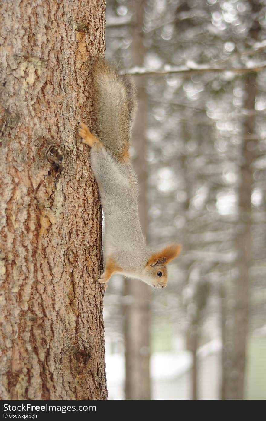 Squirrel with a fluffy tail down the tree trunk. Squirrel with a fluffy tail down the tree trunk.