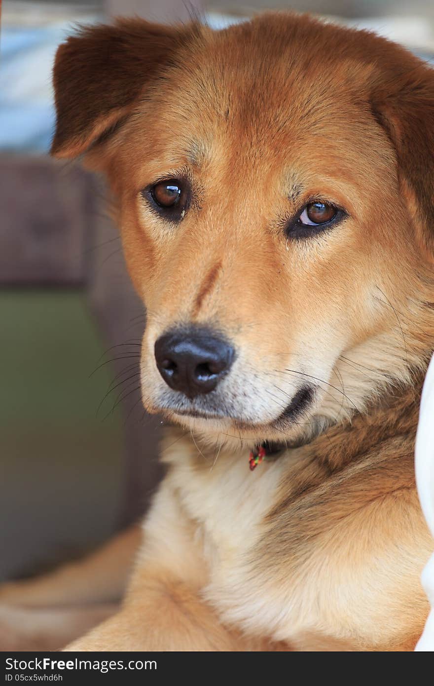 Thai dog looking at the camera