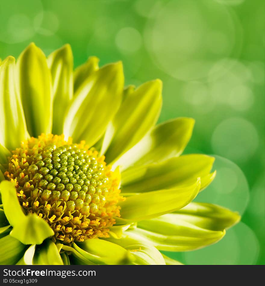 Chrysanthemum flower against unfocused green backgrounds