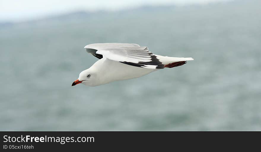 Flying seagull in the sky.