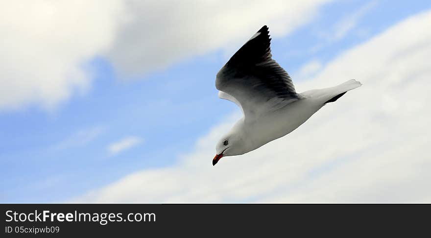 Flying seagull in the sky.