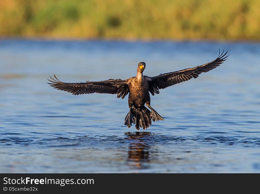 Comorant comes in for a landing