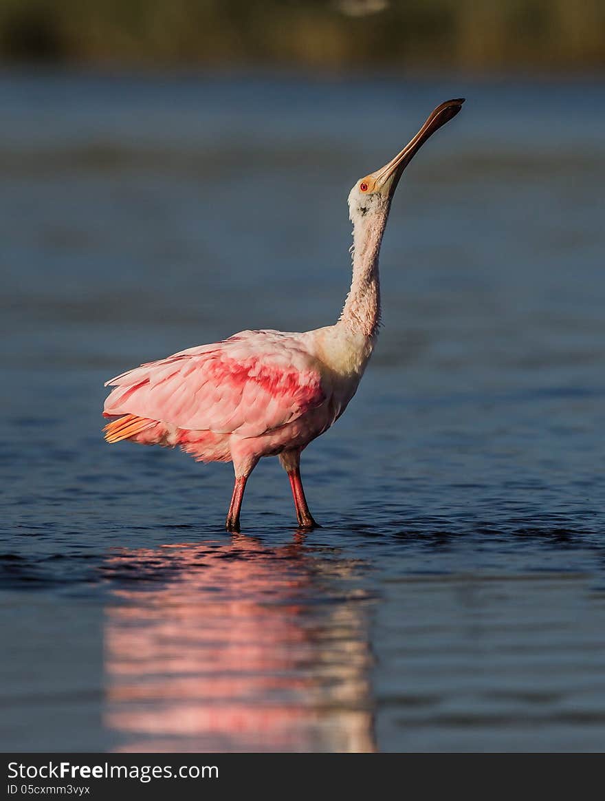 Roseate Spoonbill Stretches Neck