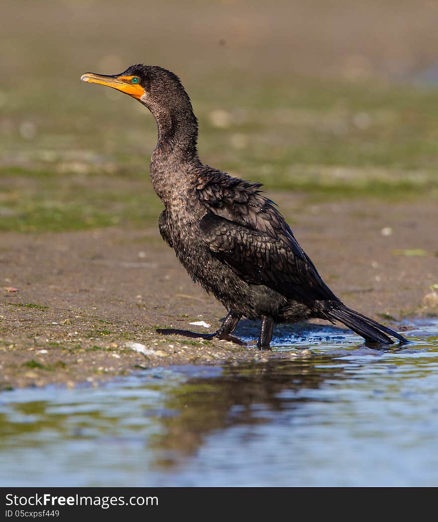 Cormorant in left profile steps out of pond at Corkscrew park in Florida. Cormorant in left profile steps out of pond at Corkscrew park in Florida