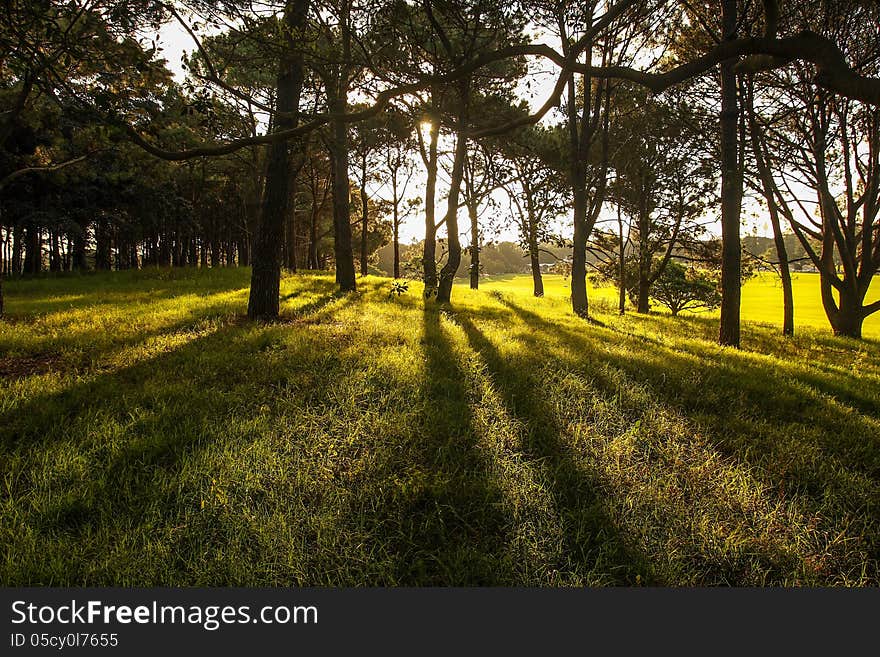 Sunlight In The Green Forest, Spring Time