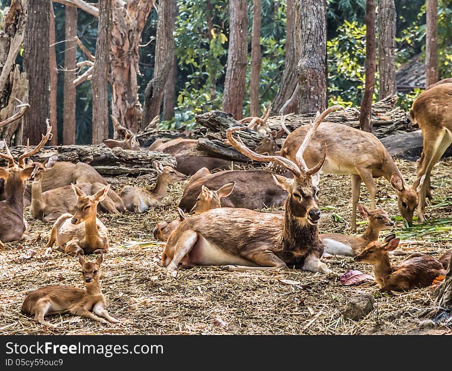 Large group of deers resting in the woods in tha Chiang Mai Zoo, Thailand. Large group of deers resting in the woods in tha Chiang Mai Zoo, Thailand.