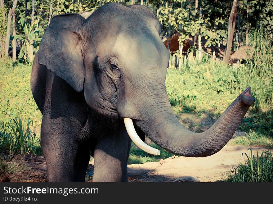 Thai elephant