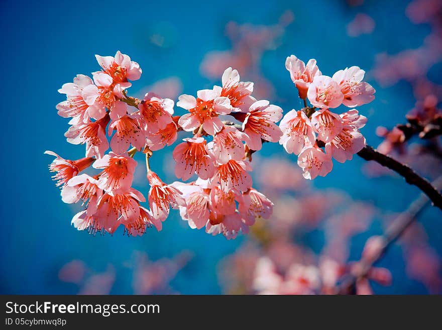 Pink sakura blossom in Thailand. Pink sakura blossom in Thailand