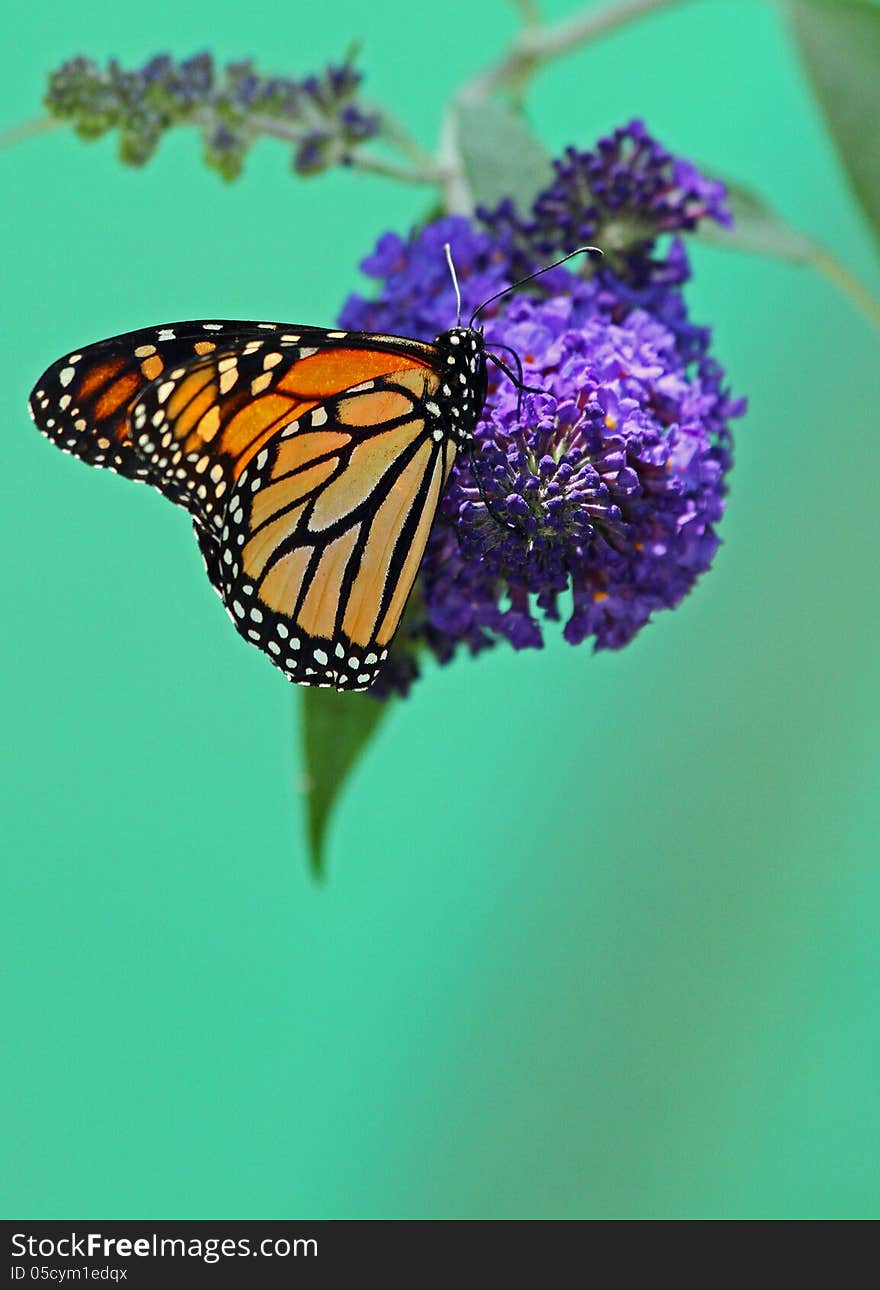 Monarch Butterfly Perched On Purple Flowers