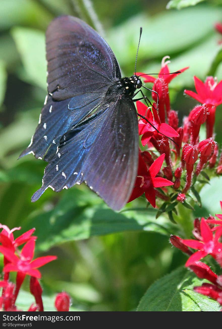 Pipevine Swallowtail Butterfly Perched On Bright Red Flowers