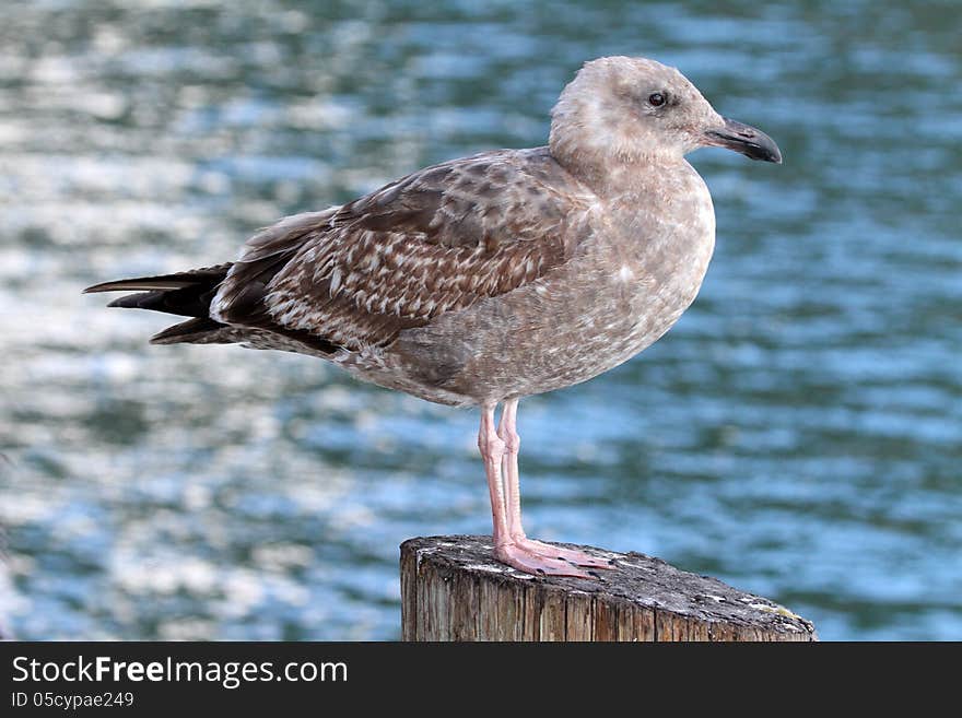 Textured female gull against mottled blue sea. Textured female gull against mottled blue sea