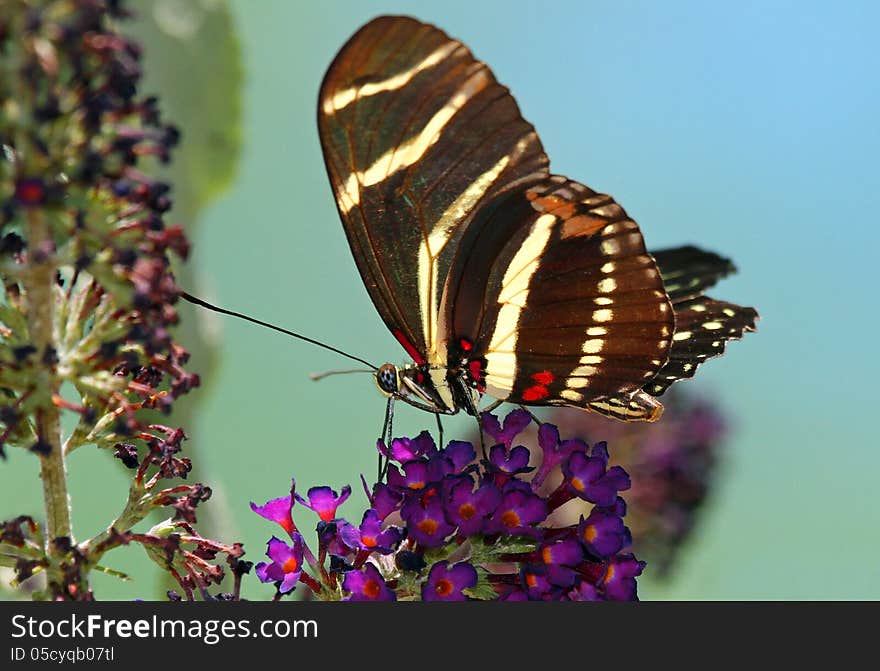 Zebra Butterfly Perched On Purple Flowers