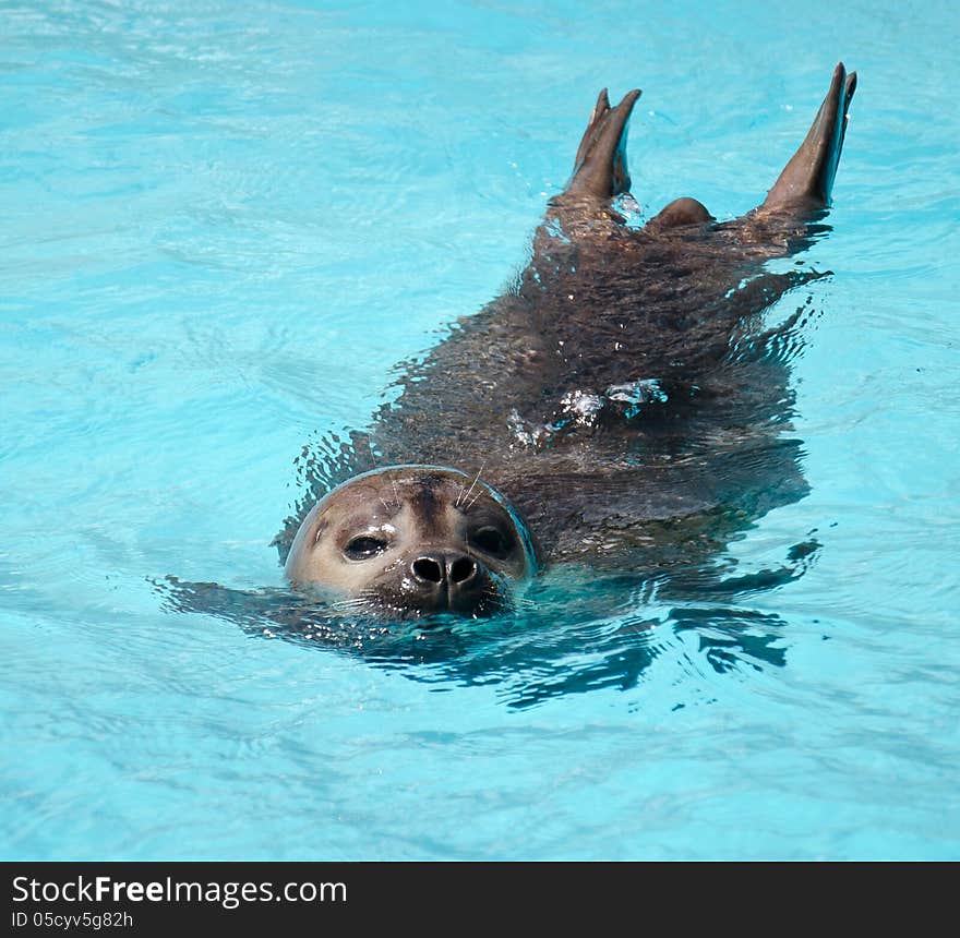 Phoca vitulina in artificial water. Phoca vitulina in artificial water