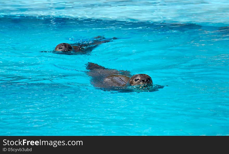 Phoca vitulina in artificial water. Phoca vitulina in artificial water