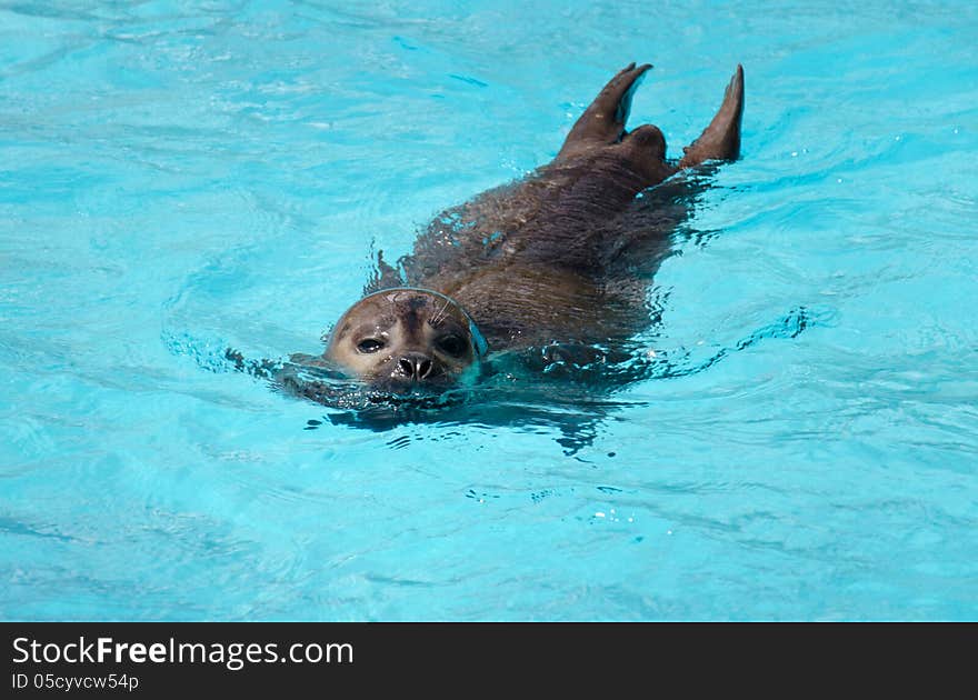 Phoca vitulina in artificial water. Phoca vitulina in artificial water