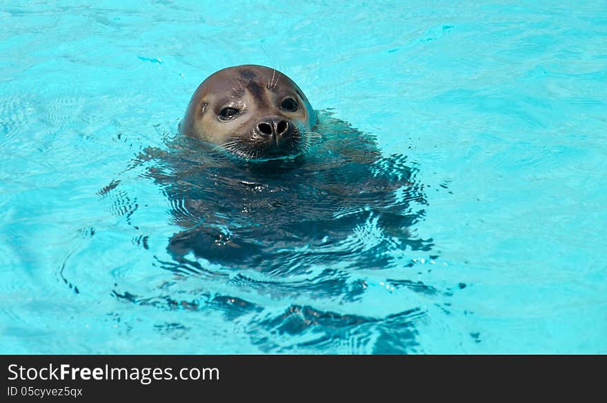 Phoca vitulina in artificial water. Phoca vitulina in artificial water