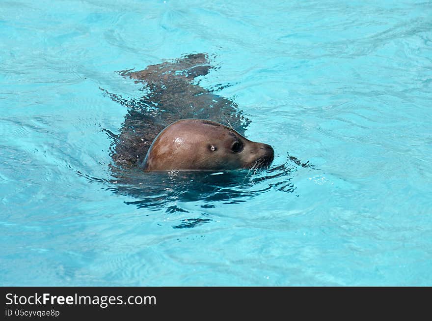 Phoca vitulina in artificial water. Phoca vitulina in artificial water